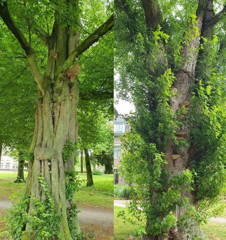 Bomen