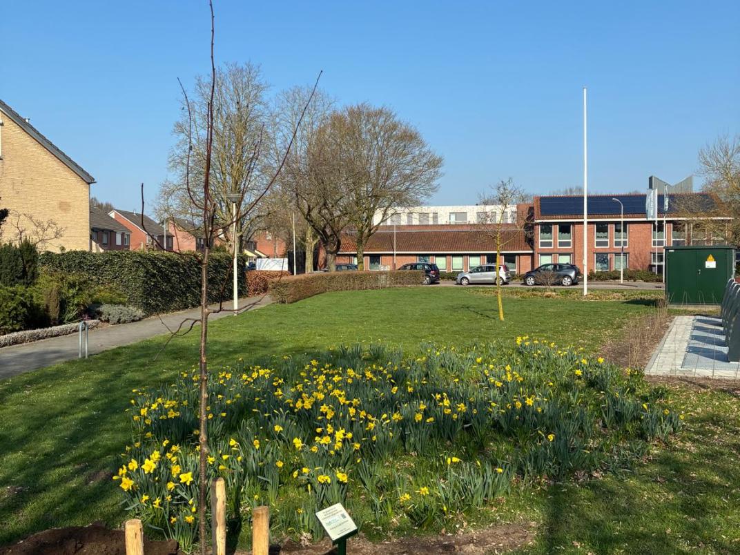 boom-winterlinde-kado-ivn-oude-ijsselstreek